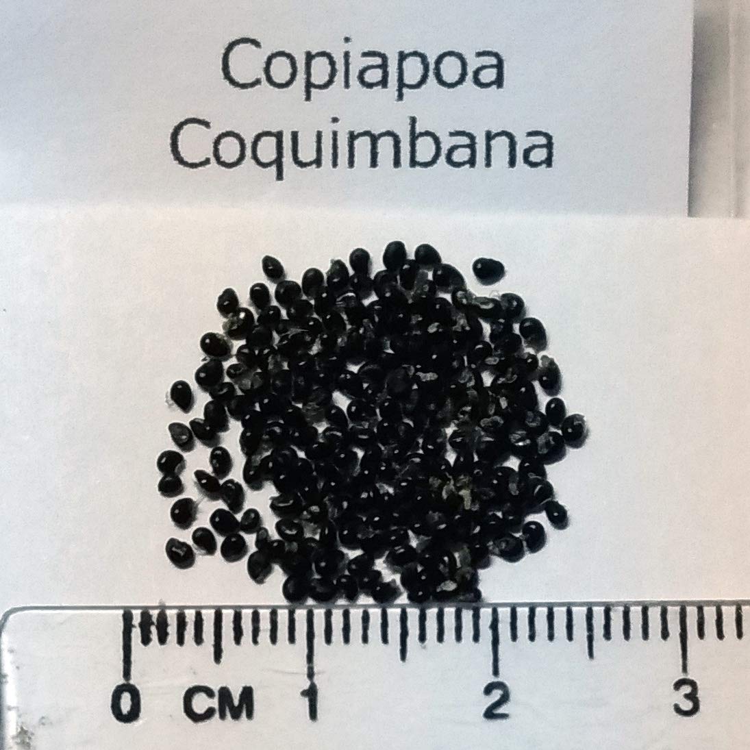 コピアポア 竜爪玉 コピアポア 竜爪玉 | 叢 – くさむら – Qusamura